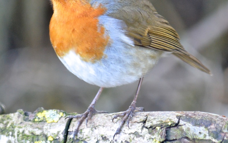 IPTV in Saudi Arabia: MBC, Arabic Content, and Sports Entertainment